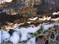 Blutender Nadelholzschichtpilz, Foto 11