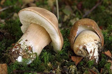 Sommersteinpilz, Foto 2