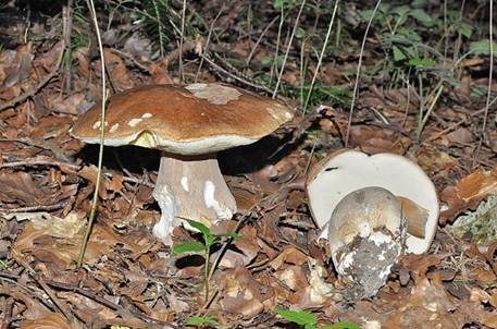 Sommersteinpilz, Foto 3
