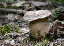 Sommersteinpilz, Foto 13