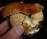 Sommersteinpilz, Foto 14