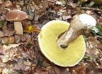 Sommersteinpilz, Foto 16