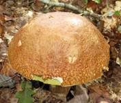Sommersteinpilz, Foto 17