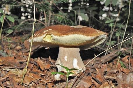 Sommersteinpilz, Foto 4