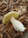 Sommersteinpilz, Foto 23