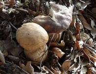 Sommersteinpilz, Foto 24