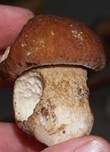 Sommersteinpilz, Foto 29