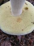 Sommersteinpilz, Foto 30