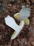 Sommersteinpilz, Foto 31