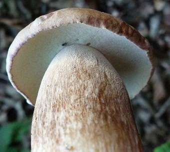 Sommersteinpilz, Foto 5