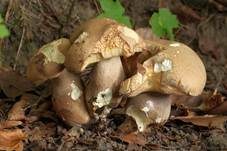 Sommersteinpilz, Foto 32