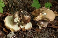 Sommersteinpilz, Foto 33