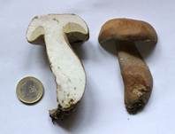 Sommersteinpilz, Foto 34