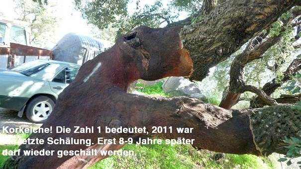Sommersteinpilz, Foto 35