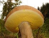 Sommersteinpilz, Foto 7