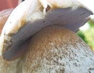 Sommersteinpilz, Foto 8