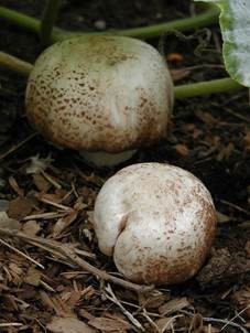 Sonnenpilz, Foto 3