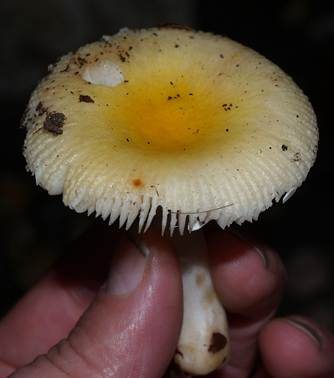 Sonnentäubling, Foto 3