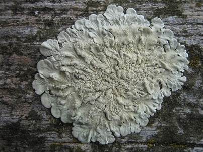 Soredians Blattflechte, Foto 2