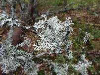 Sorediose Astflechte, Foto 5