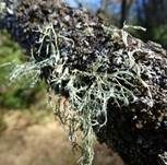 Sorediose Astflechte, Foto 11
