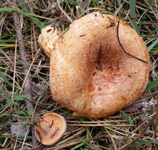 Spangrüner Kiefernreizker, Foto 3