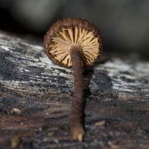 Sparriger Holzschüppling, Foto 2