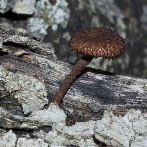 Sparriger Holzschüppling, Foto 3