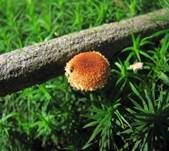 Sparriger Holzschüppling, Foto 12