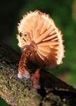 Sparriger Holzschüppling, Foto 14