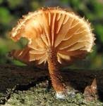Sparriger Holzschüppling, Foto 15