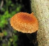 Sparriger Holzschüppling, Foto 16