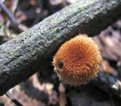 Sparriger Holzschüppling, Foto 17