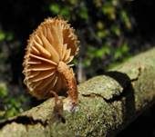 Sparriger Holzschüppling, Foto 18