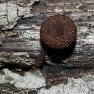 Sparriger Holzschüppling, Foto 4