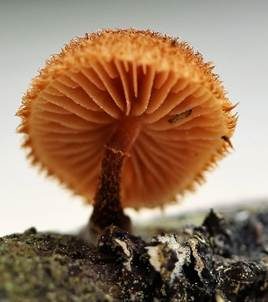 Sparriger Holzschüppling, Foto 5