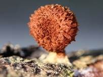 Sparriger Holzschüppling, Foto 6
