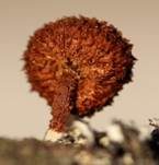 Sparriger Holzschüppling, Foto 7