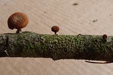 Sparriger Holzschüppling, Foto 8