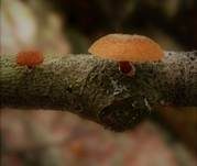 Sparriger Holzschüppling, Foto 9