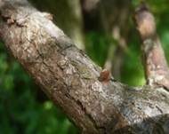 Sparriger Holzschüppling, Foto 10