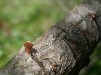 Sparriger Holzschüppling, Foto 11