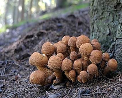 Sparriger Schüppling, Foto 2