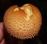 Sparriger Schüppling, Foto 12