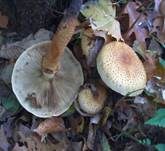 Sparriger Schüppling, Foto 16