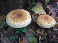 Sparriger Schüppling, Foto 17