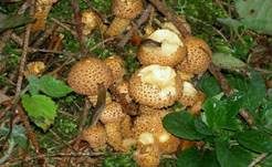 Sparriger Schüppling, Foto 24