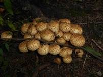 Sparriger Schüppling, Foto 27