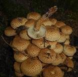 Sparriger Schüppling, Foto 28