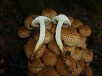 Sparriger Schüppling, Foto 29